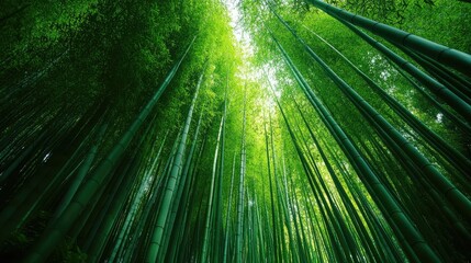 A green bamboo forest with tall stalks reaching towards the sky, a tranquil and peaceful place