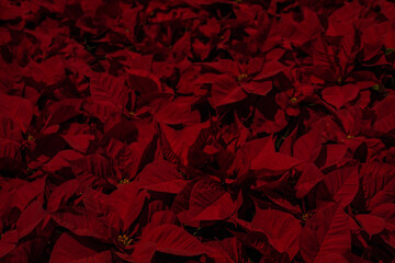 poinsettia that can be used as a background