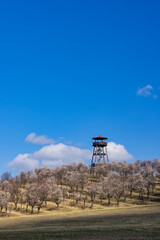 Almond tree orchard in Hustopece, South Moravia, Czech Republic
