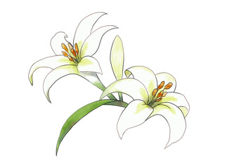 白い百合のイラスト