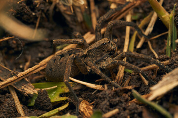 a spider with a hundred feet passing underneath