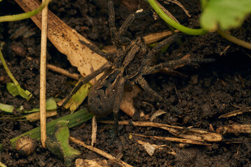 a spider with a hundred feet passing underneath