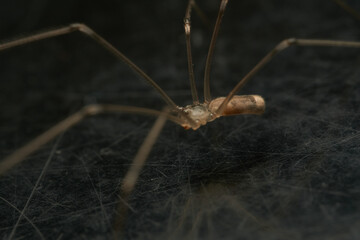 a spider with thin and long brown legs