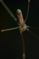a spider with thin and long brown legs