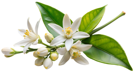 Neroli flowers. Citrus aurantium Neroli blossom on twig isolated on on white transparent background, cut out png element.