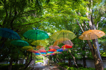 雨上がりのカラフルなビニール傘と森林のイメージ