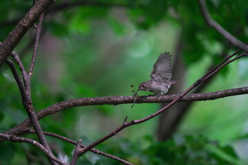 トンボを捕まえたコサメビタキ