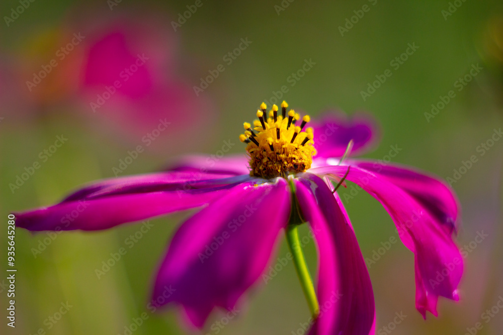 Aufkleber cosmos in rays of setting sun. the picture was taken in the warm rays of the evening sun.