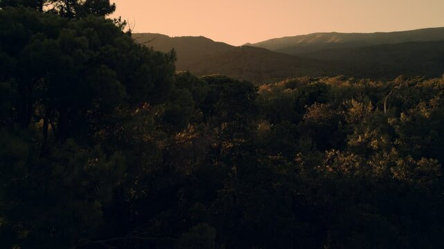 Aerial View Of A Forest During Sunset
