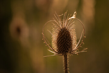 Szczeć pospolita, suszone kwiaty na łące. 