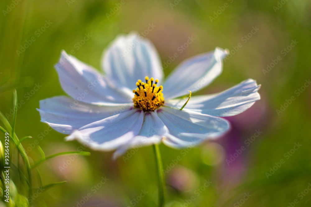 Aufkleber cosmos in rays of setting sun. the picture was taken in the warm rays of the evening sun.