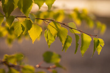 Gałązka z liśćmi o zachodzie słońca. 