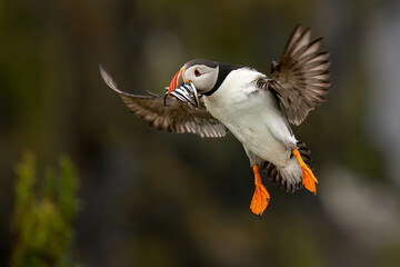 Puffin Papageitaucher