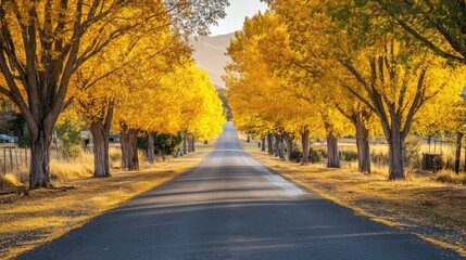 Fototapeta premium Golden autumn trees lining a quiet road, creating a picturesque and peaceful scene