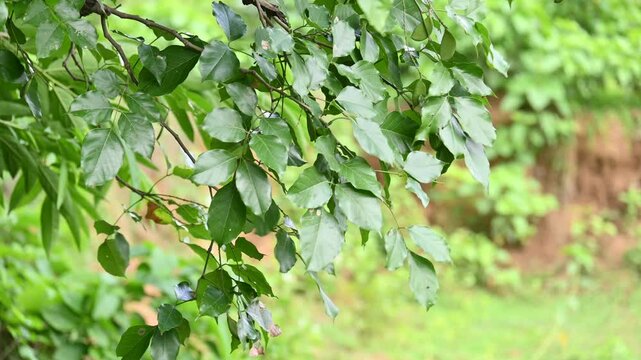 Millettia pinnata tree. It&nbsp;is a species of tree in the pea family Fabaceae. Its other names  Pongamia&nbsp;pinnata, Indian beech&nbsp;and&nbsp;Pongame oiltree. Oil is extracted from its seeds. Ayurvedic medicine.