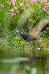 A Common moorhen and its reflection in the water.