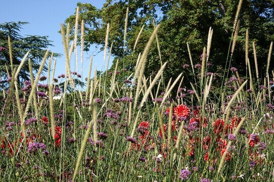 Vue sur un champ de fleurs en &eacute;t&eacute; avec ciel bleu