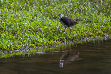 A Common moorhen and its reflection in the water.