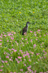 A Common moorhen in the flower field