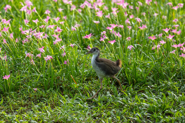 A Common moorhen in the flower field