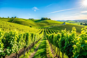 Naklejka premium Rolling hills of lush green vines stretch towards the horizon under a bright blue summer sky in a serene and picturesque Italian vineyard landscape.