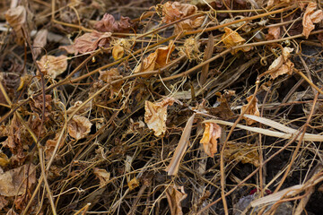 Dry leaves and grass in the dry season