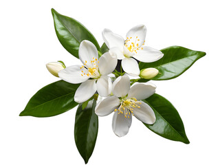 jasmine flower isolated on transparent background
