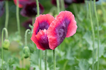 Red poppy flowers blossom in the garden