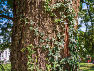Climbing ivy is an evergreen, climbing, woody vine with a red stem and sticky roots. It grows on the walls of houses, on fences, on pillars, but it also climbs trees and other plants.