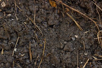 Place in dry soil in the dry season