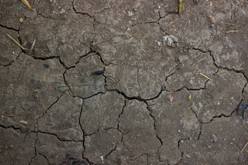 Place in dry soil in the dry season