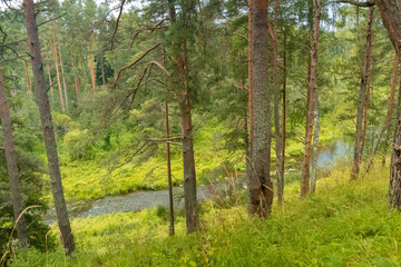 Obraz premium In the midst of the dense forest, there flows a serene river