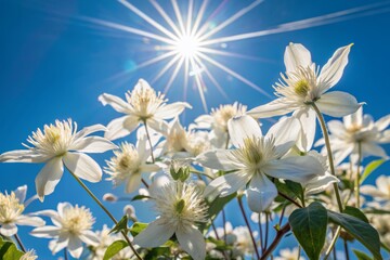 Vibrant white clematis flowers bloom abundantly under the radiant sun, their delicate petals unfolding like silk against a brilliant blue sky on a serene day.