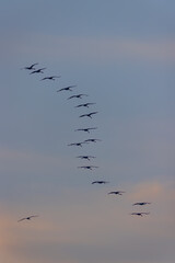 Flock of birds, Common Crane, migration in Hortobagy National Park, UNESCO World Heritage Site, Puszta is one of largest meadow and steppe ecosystems in Europe, Hungary