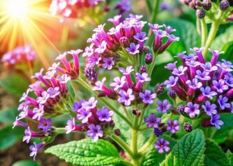 Obraz premium Vibrant purple heliotrope flowers bloom under bright sunlight, delicate petals unfolding like tiny stars, radiating warmth and serenity in a mesmerizing display of natural beauty.