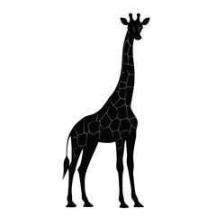 Obraz premium Tall black silhouette of a giraffe standing with elongated neck isolated on transparent background 