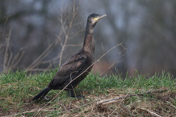 A Great Cormorant resting on the river bank
