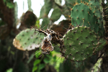 A detailed view of a cactus plant highlighting its many sharp spines set against a softly blurred backdrop