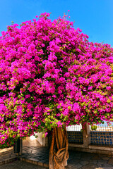Bougainvillea Strauch in Lissabon (Portugal)