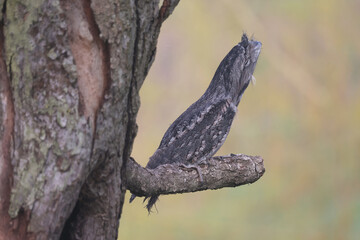 A Tawny Frogmouth resting on a branch

