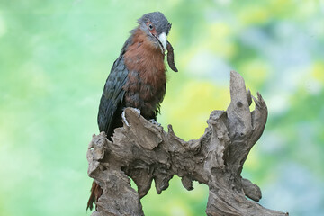 A young chestnut-breasted malkoha is preying on a large earthworm. This beautifully colored bird has the scientific name Phaenicophaeus curvirostris.