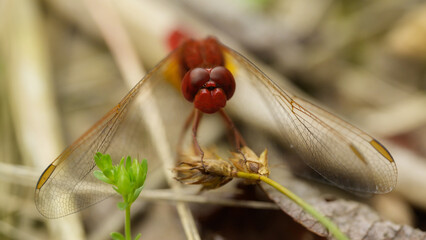 Feuer-Libelle, Scarlet Dragonfly.