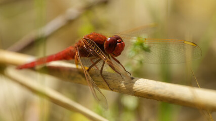 Feuer-Libelle, Scarlet Dragonfly.