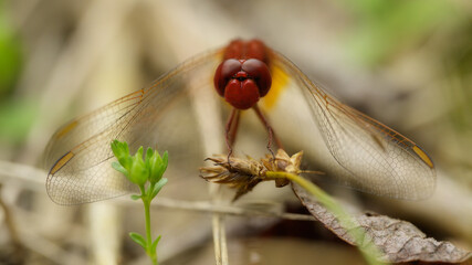 Feuer-Libelle, Scarlet Dragonfly.