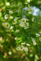 Gänseblümchen