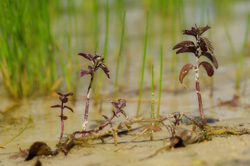 Sand-Thymian (Thymus serpyllum) am See n bei Lippstadt.