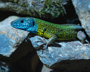 green lizard on a rock