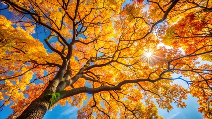 Fototapeta premium Autumn tree branches against a clear sky
