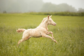 white horse running in the field
