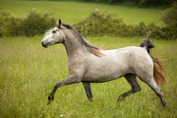 Obraz premium white horse in the field